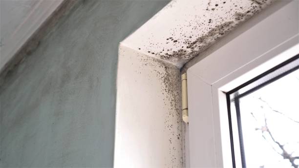 Best Mold Testing  in Hinckley, MN