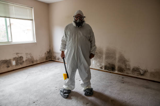 Best Residential Mold Removal  in Hinckley, MN