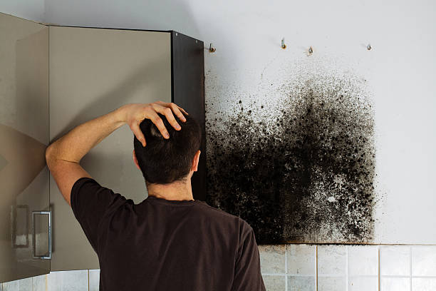 Best Crawl Space Mold Removal  in Hinckley, MN