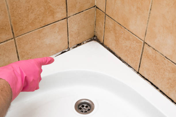 Best Mold Removal Near Me  in Hinckley, MN